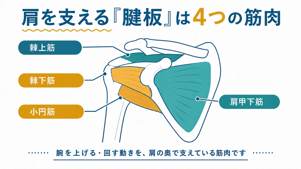 肩を支える腱板を構成する棘上筋・棘下筋・小円筋・肩甲下筋の位置を示す肩関節の図解